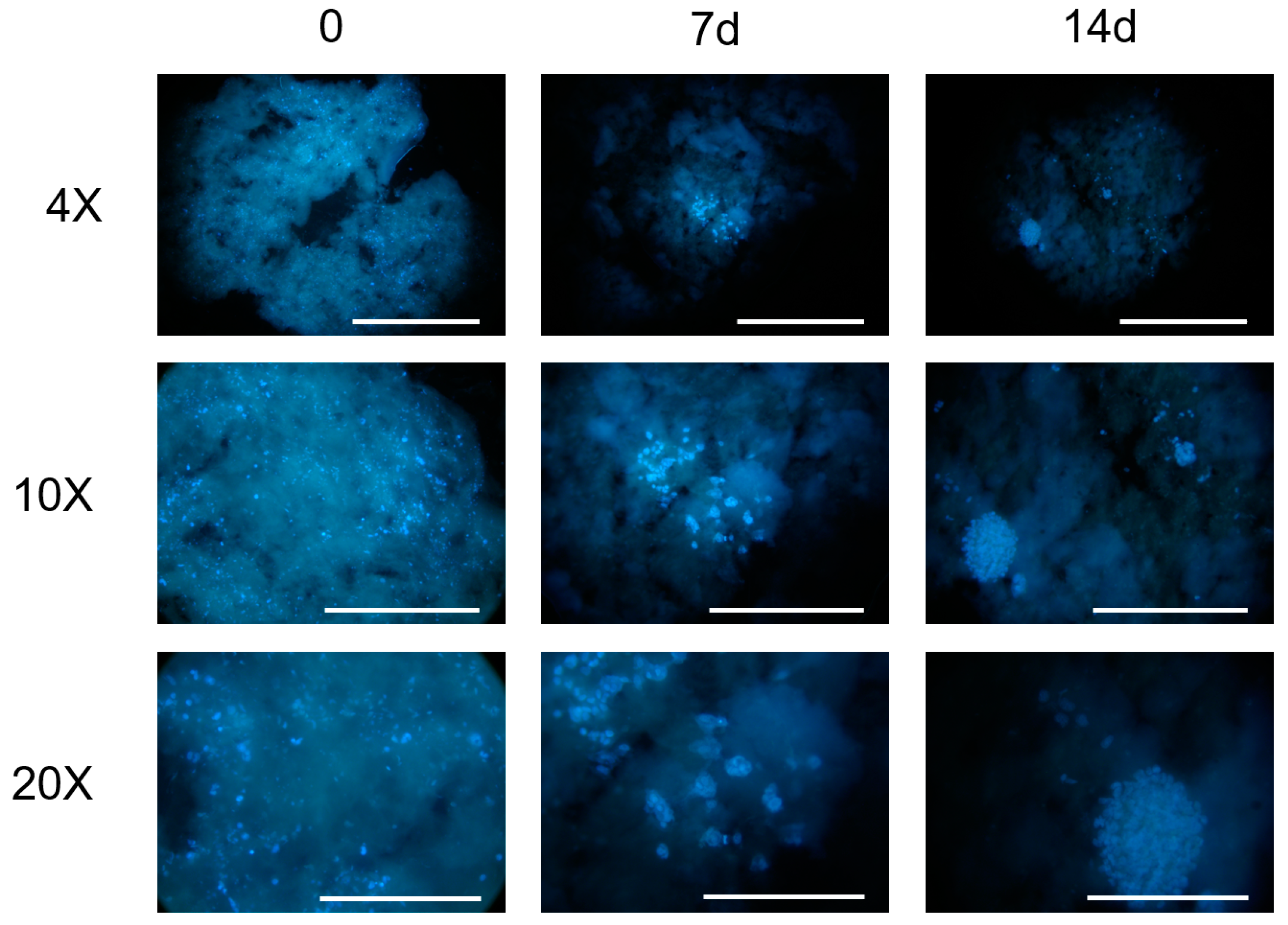 Gels 09 00129 g006 550