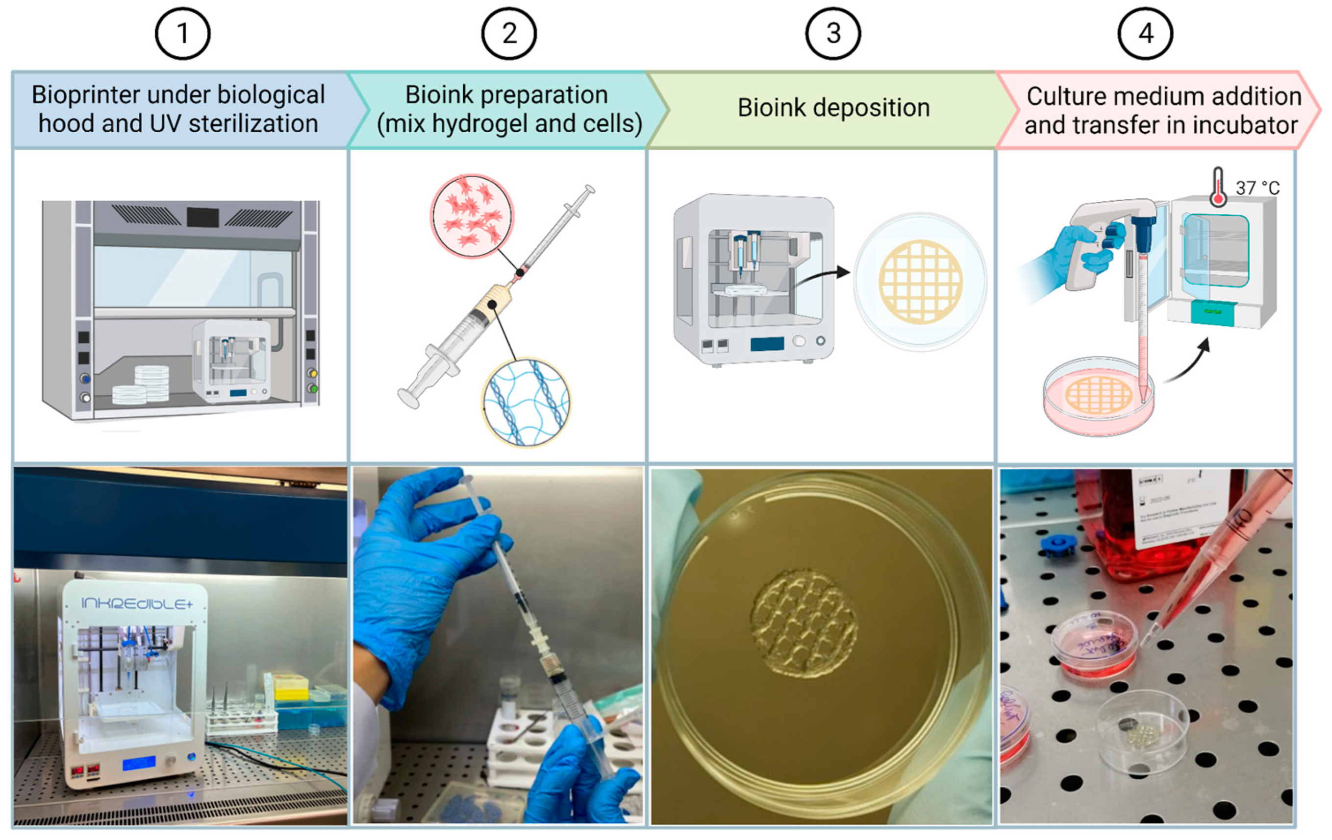 Gels 09 00129 g010 550