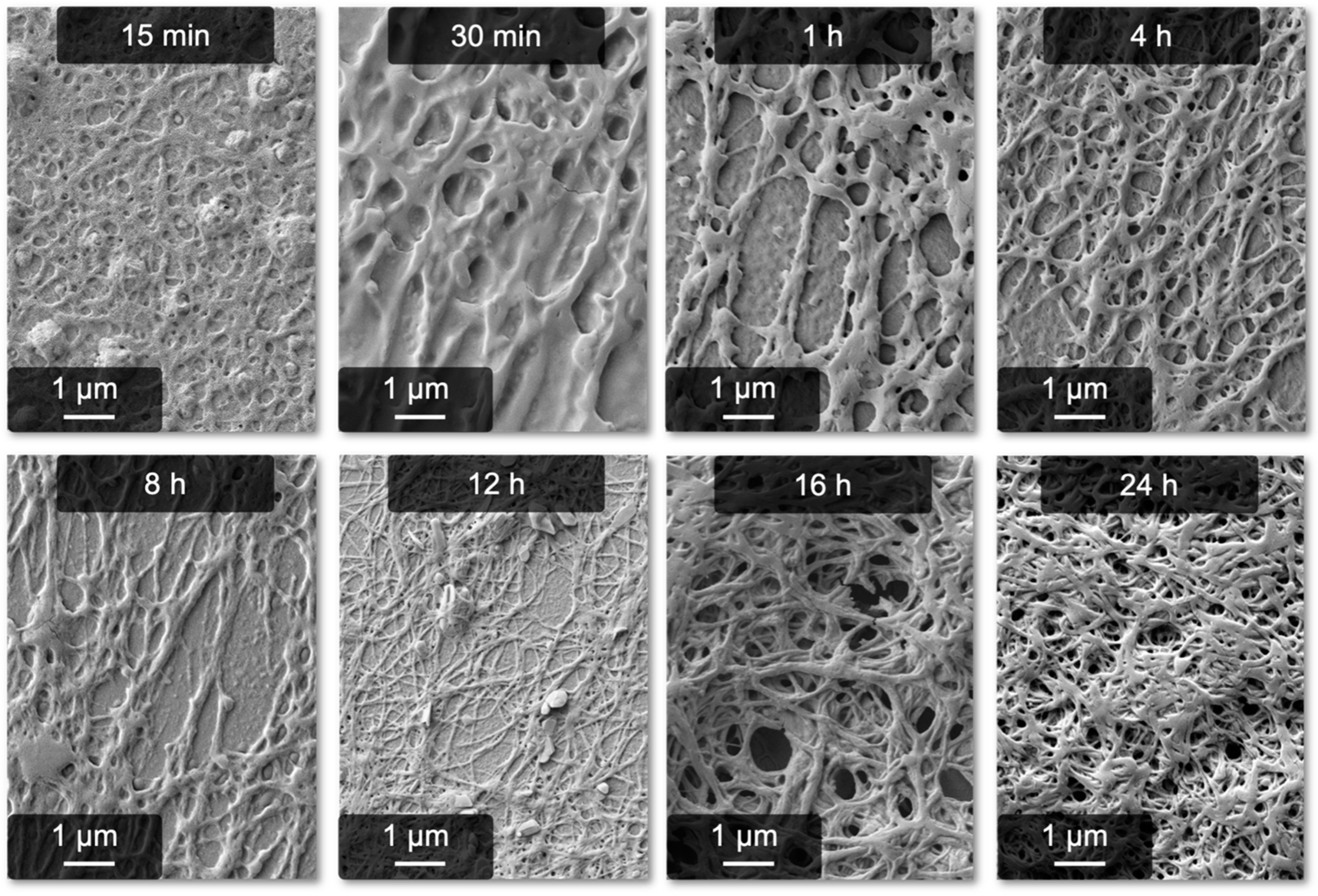 Gels 09 00175 g004 Gels 09 00175 g004