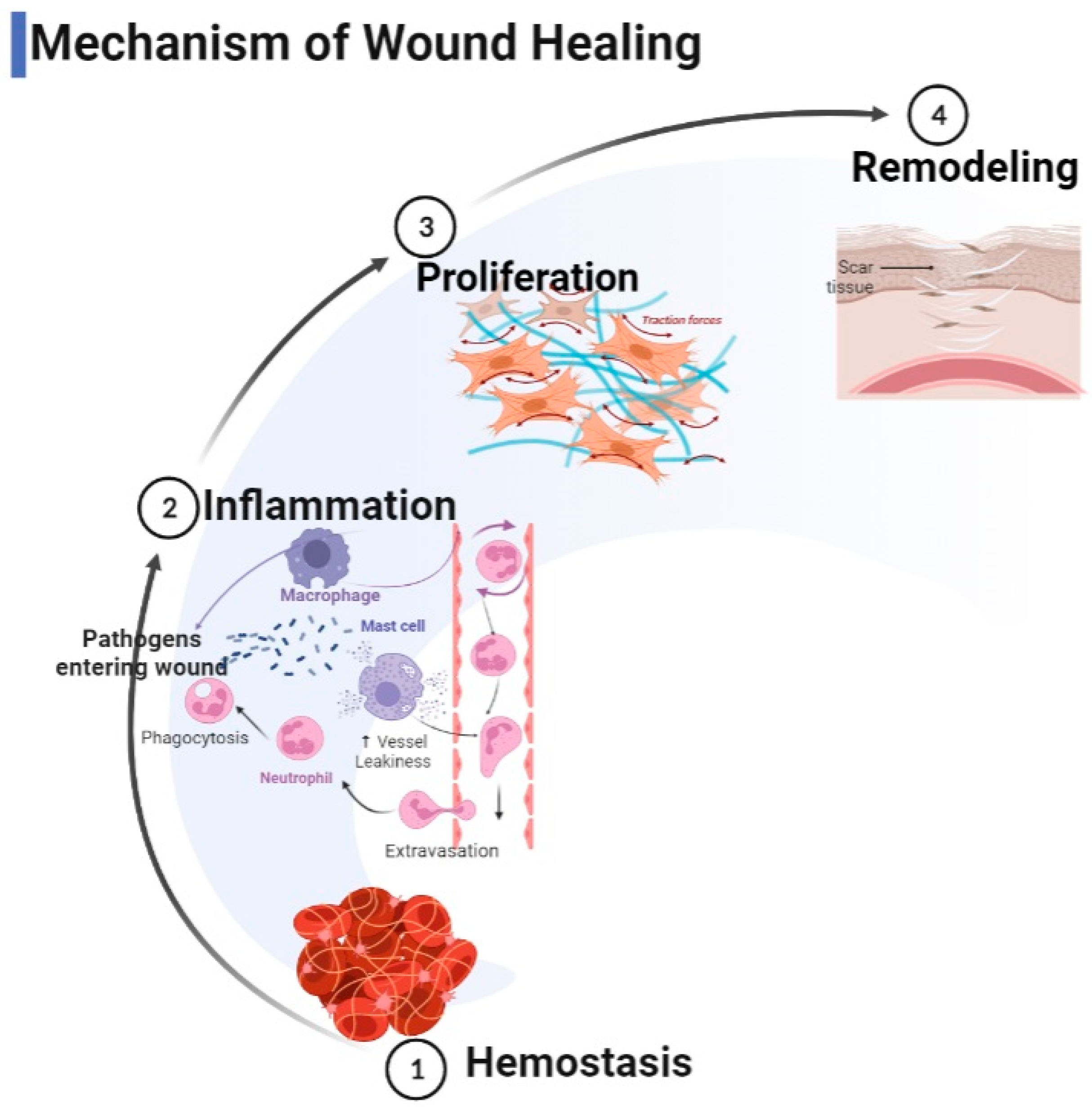 Collagen and Wound Healing