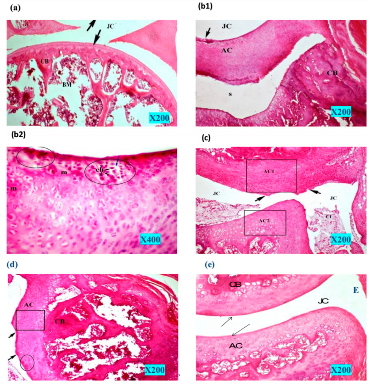 Gels 09 00207 g004 Gels 09 00207 g004