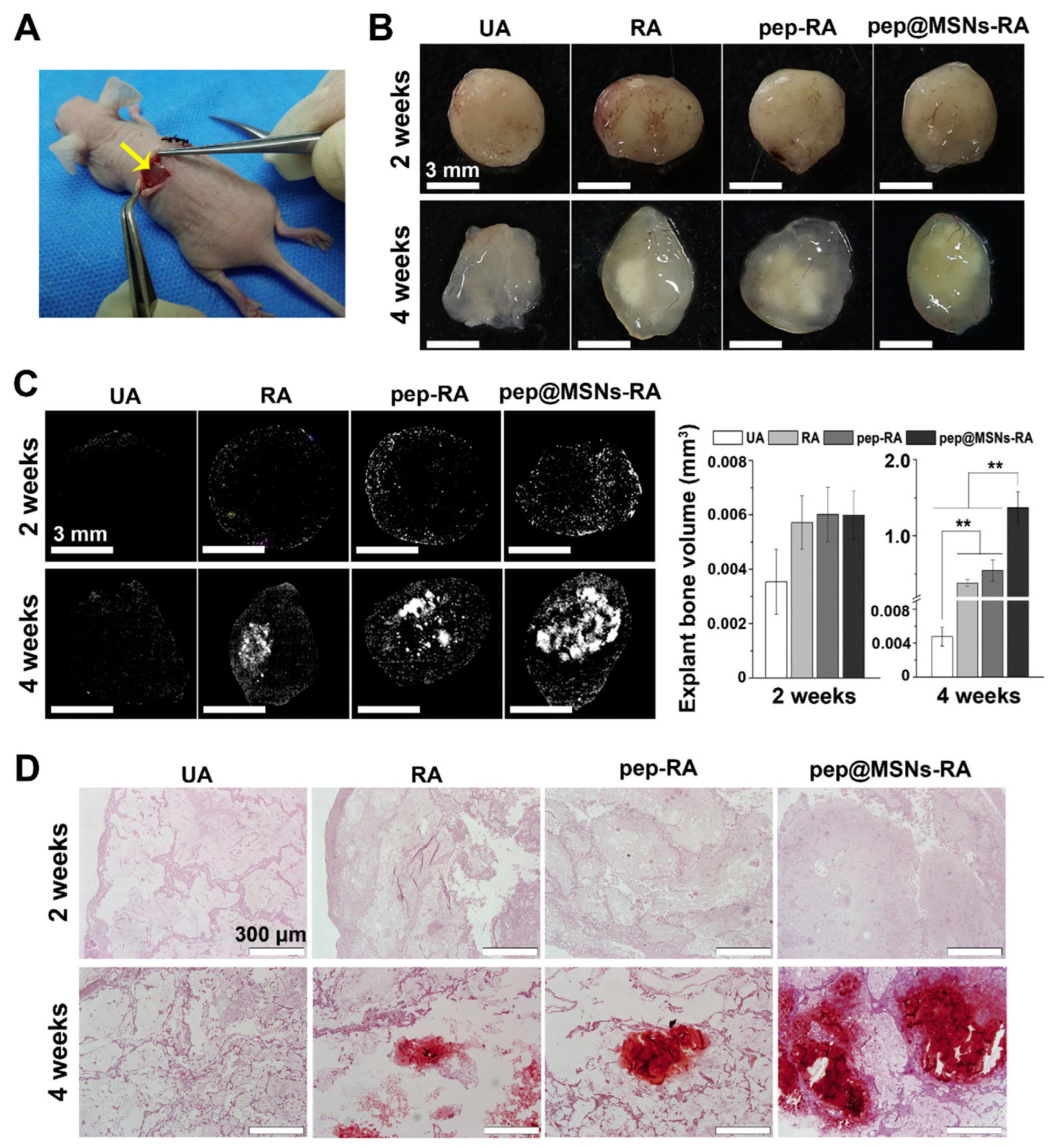 Gels 09 00207 g010 Gels 09 00207 g010
