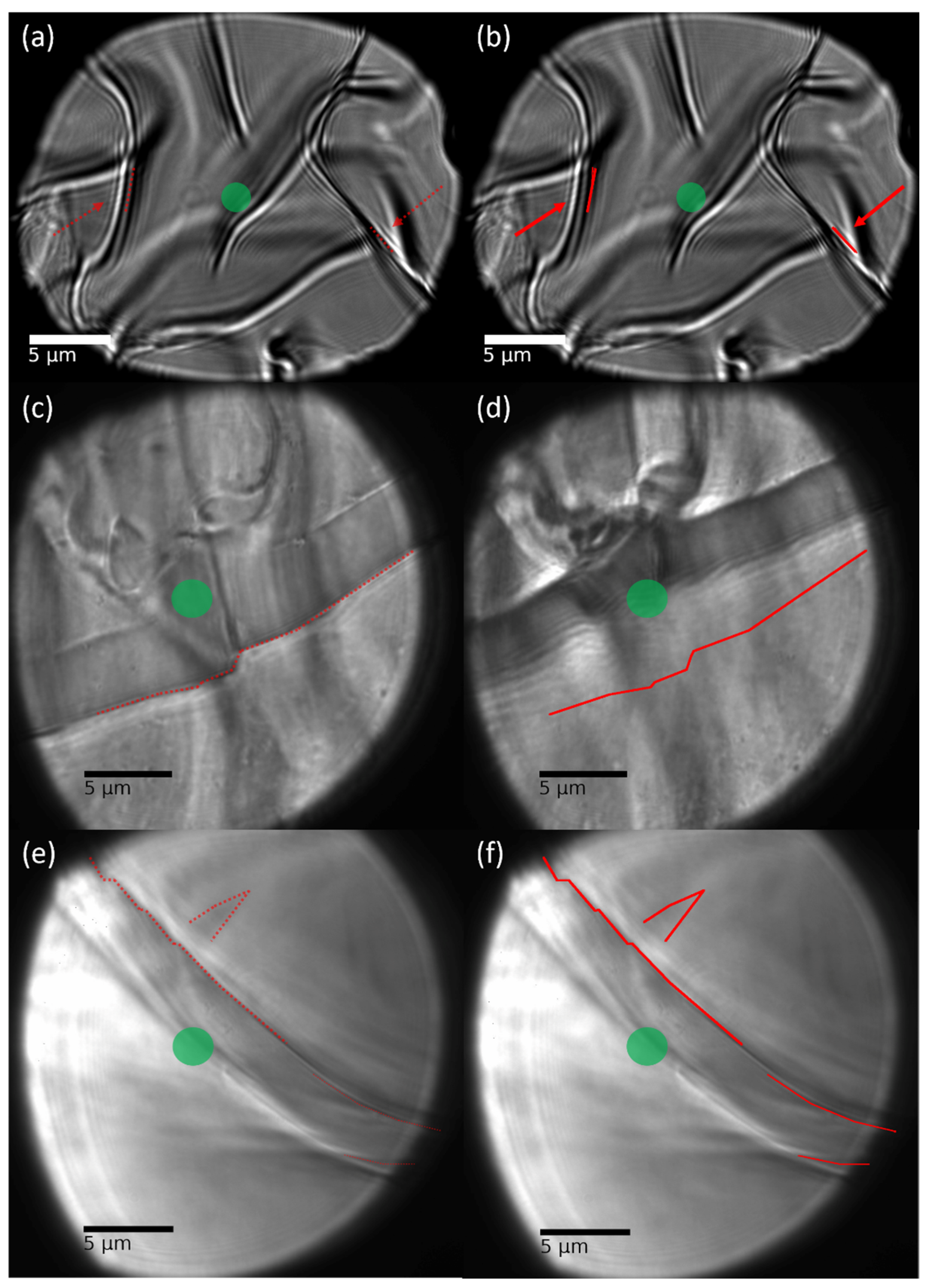 Gels 09 00411 g002 550