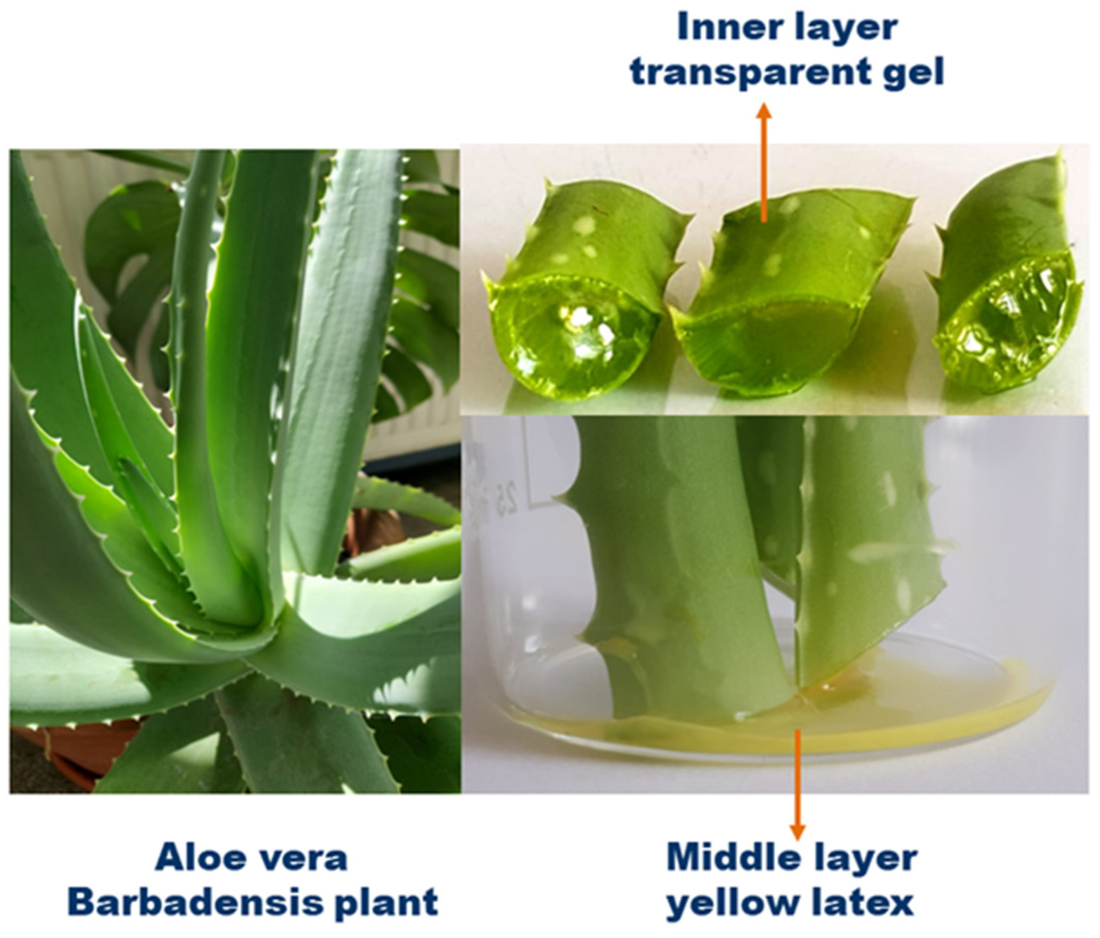 Aloe Vera: Is Food Grade or Cosmetic Grade Better?