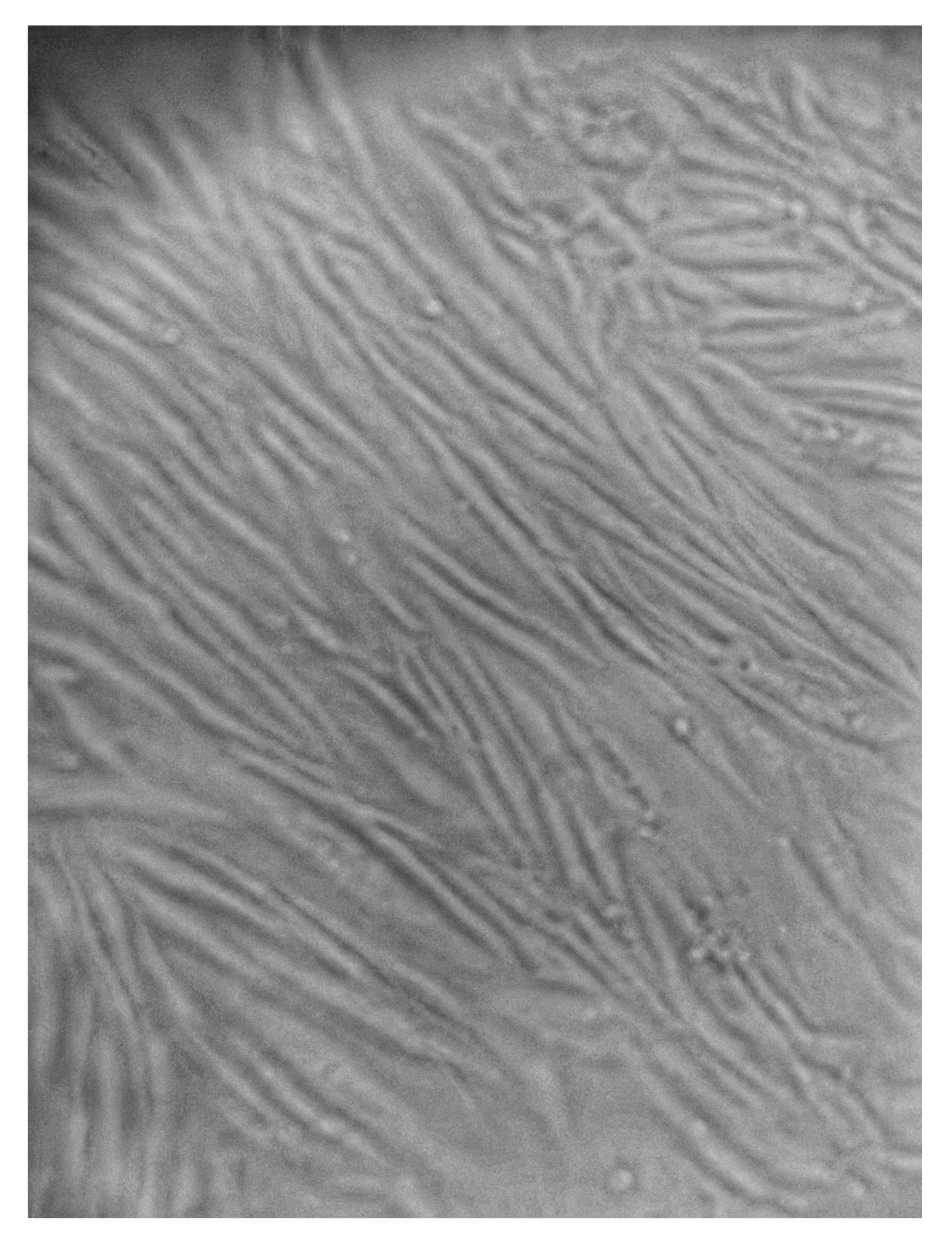 Gels 09 00584 g010 Gels 09 00584 g010