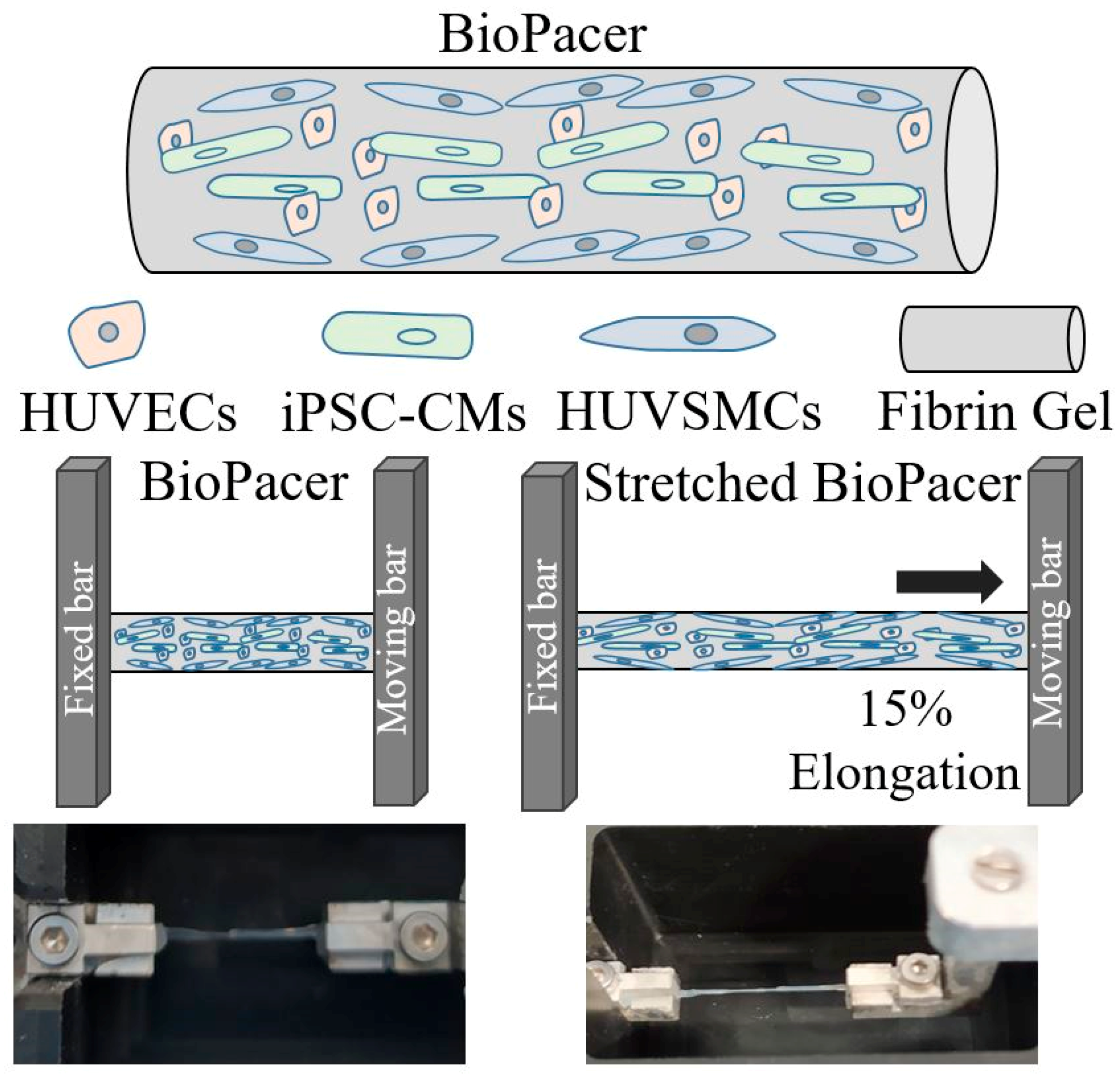 Gels 09 00677 g009 Gels 09 00677 g009
