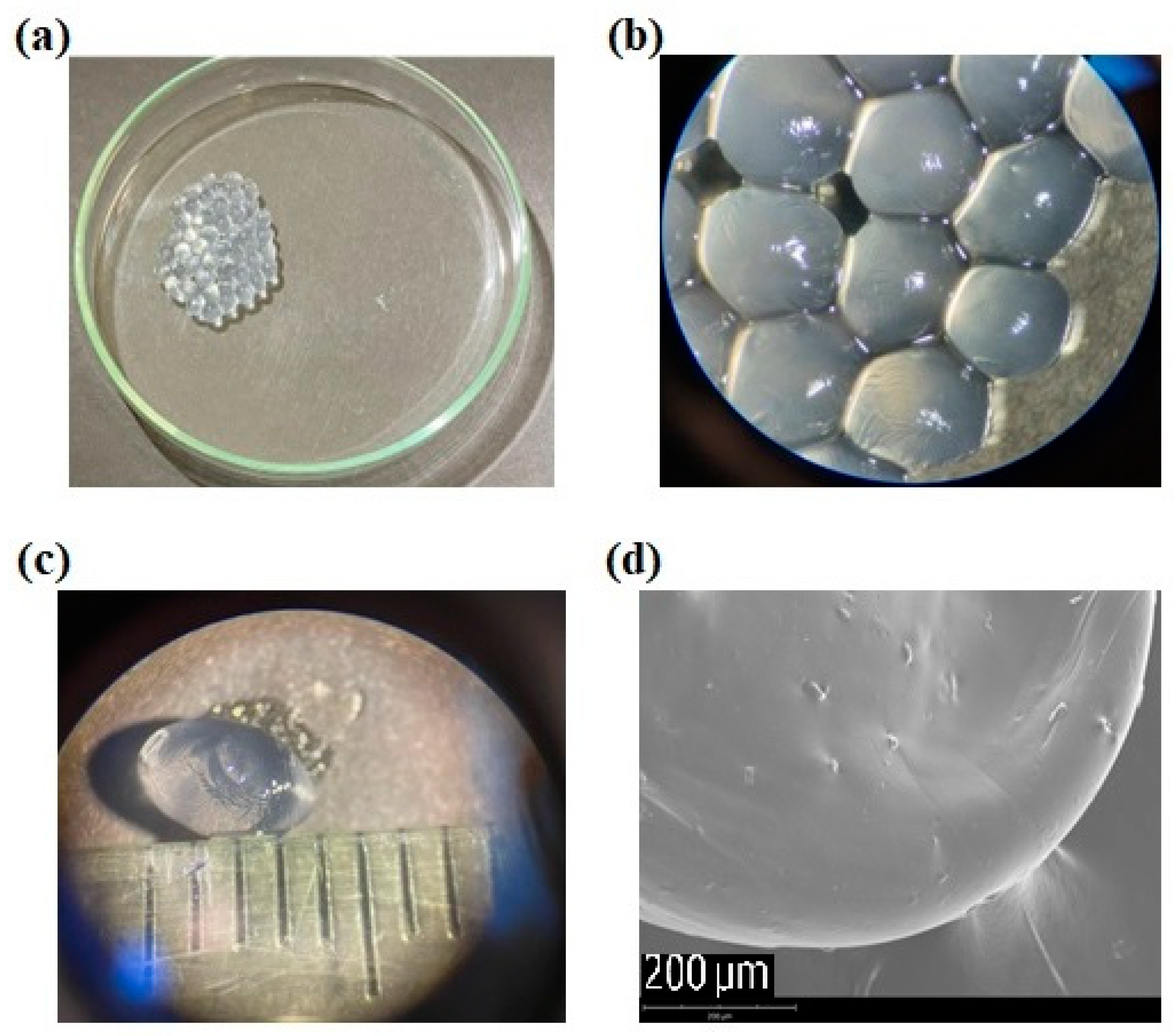 Gels Free FullText Akkermansia muciniphila Encapsulated in Calcium