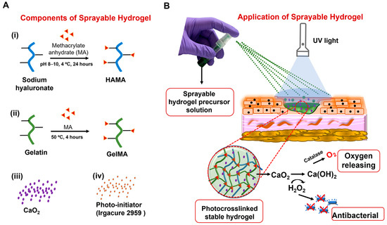 Development of a Sprayable Hydrogel-Based Wound Dressing: An In Vitro Model