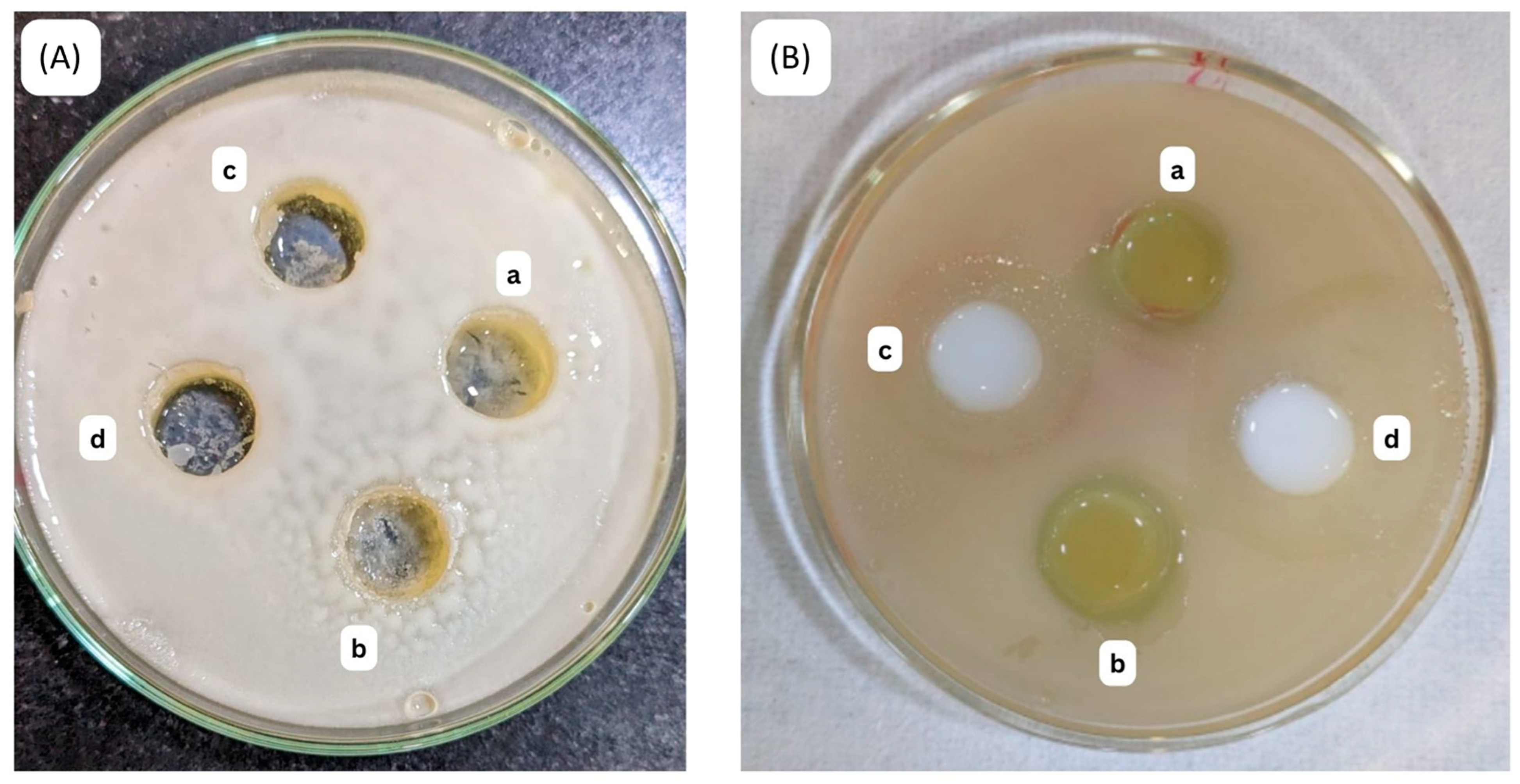 Gels 10 00303 g011 Gels 10 00303 g011