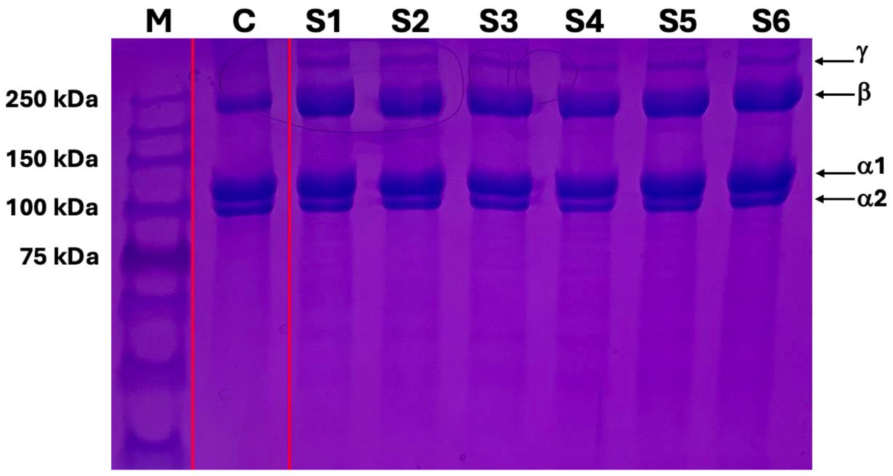 Gels 10 00619 g004 Gels 10 00619 g004