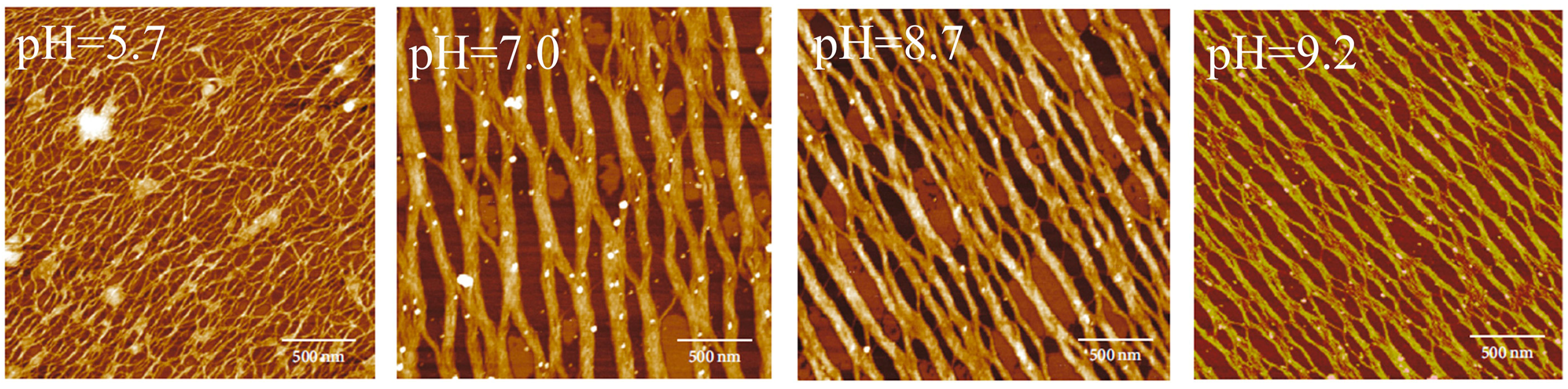 Self-Assembly Behavior of Collagen and Its Composite
