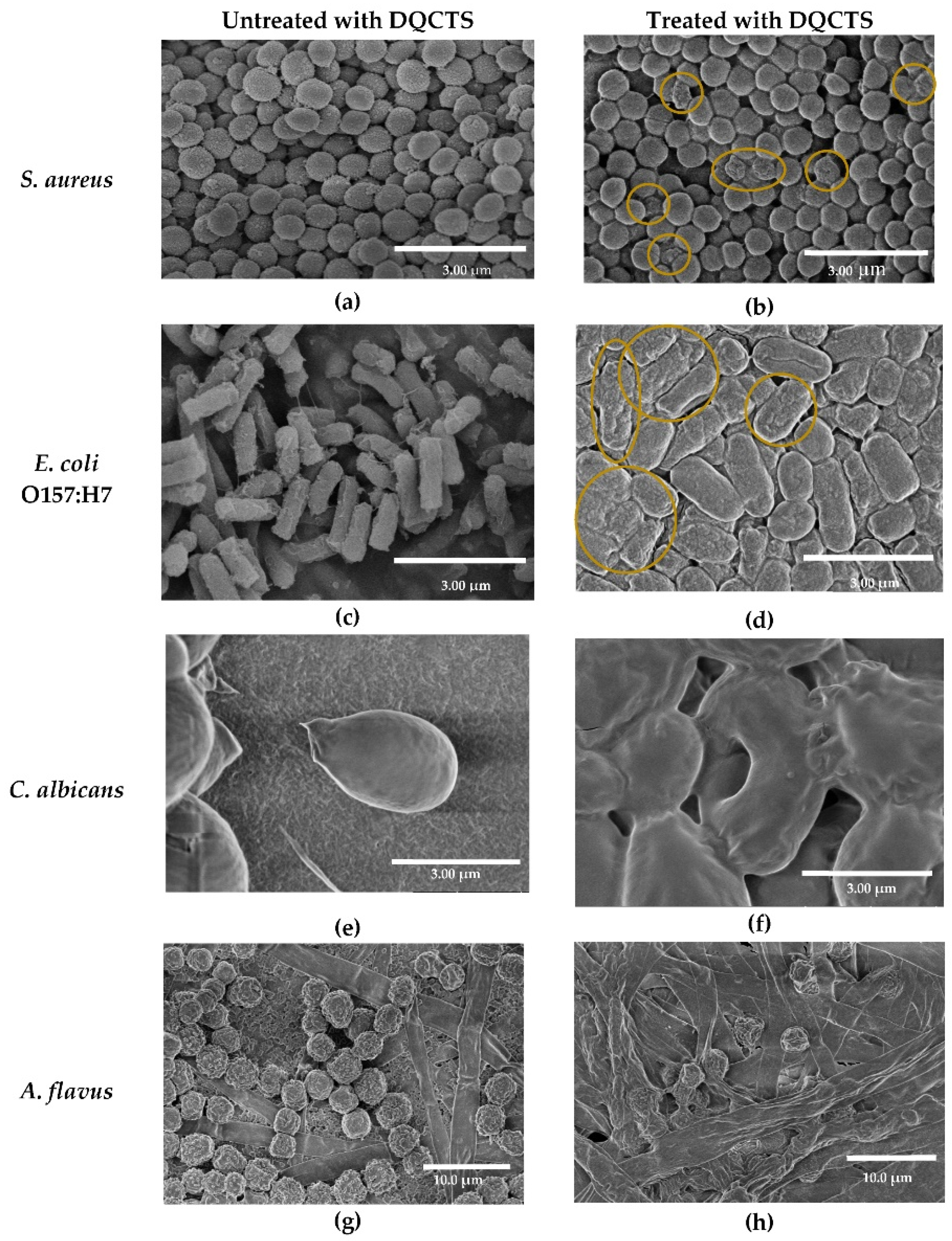 Gels 10 00701 g027 Gels 10 00701 g027
