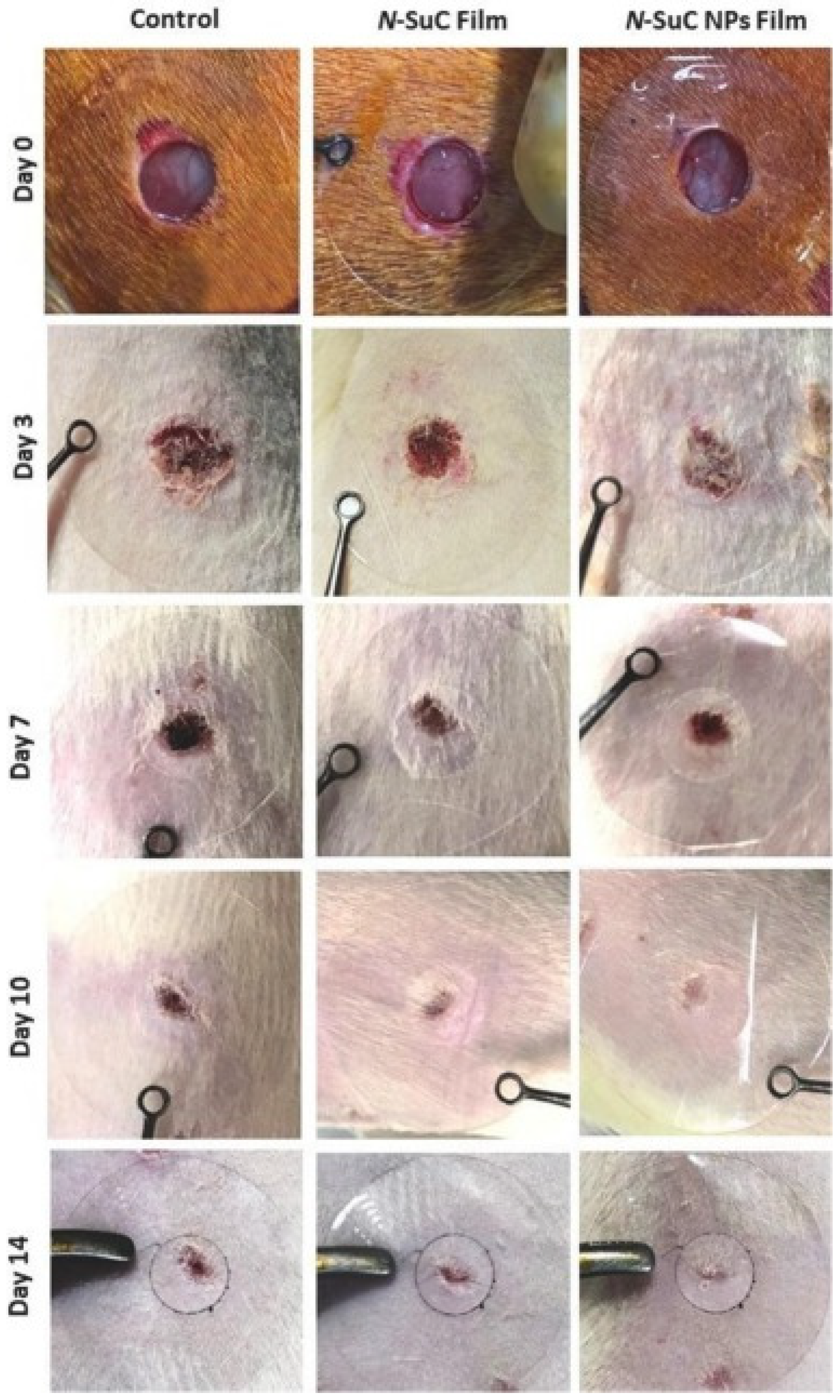 Gels 10 00701 g028 Gels 10 00701 g028
