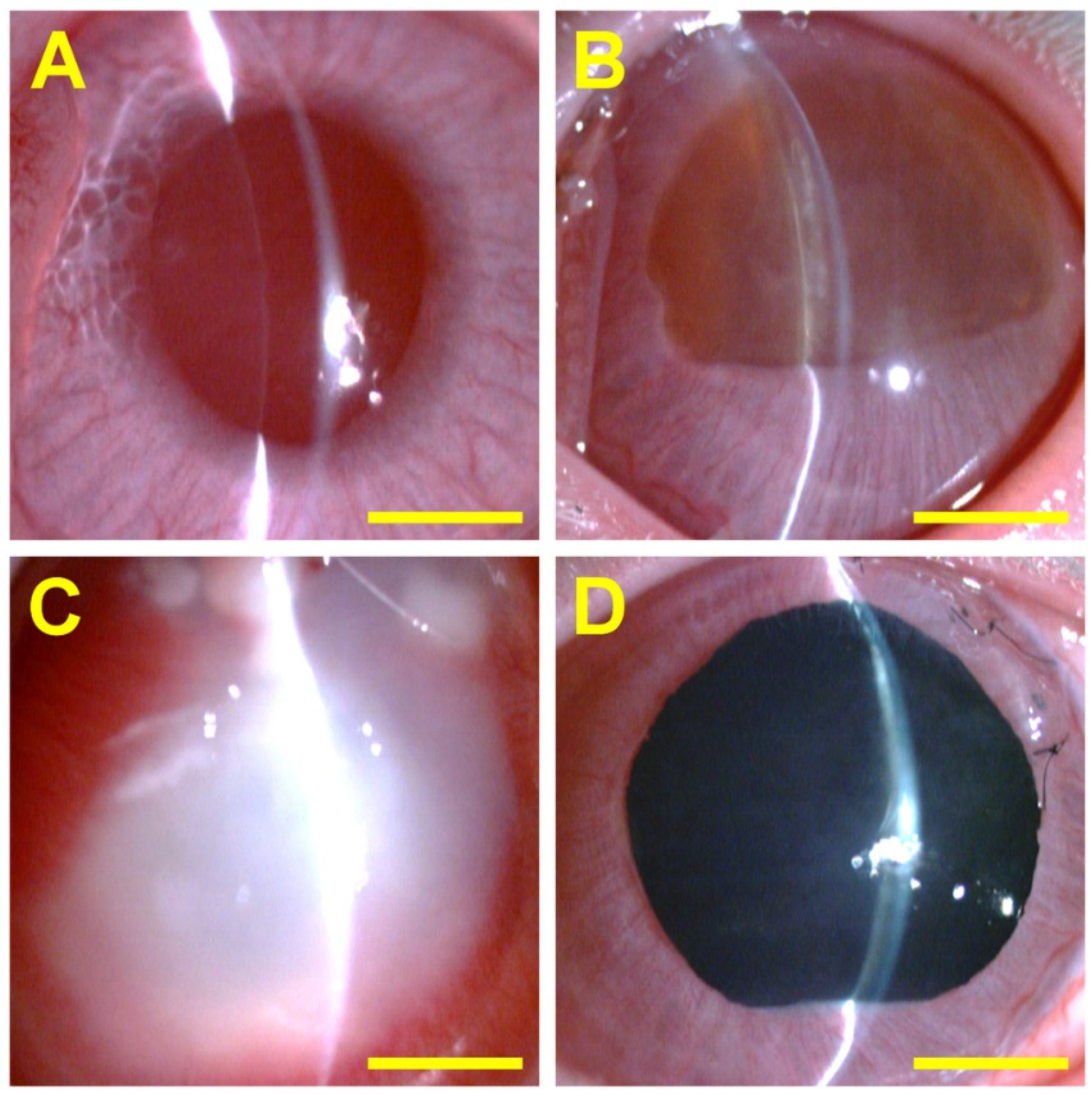 Gels 10 00701 g032 Gels 10 00701 g032