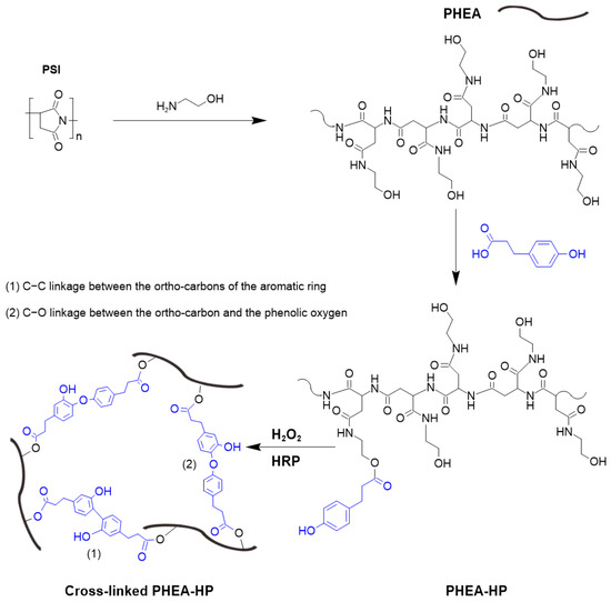 tak Enzymatically Cross-Linked Hydrogel Beads Based on a Novel