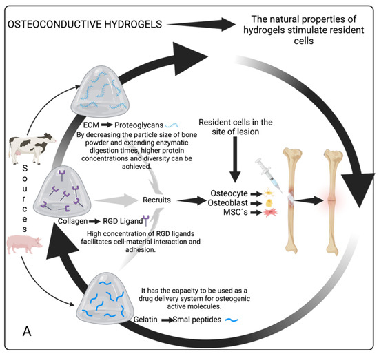 Natural  Hydrogel-Based Scaffolds: Advancing Bone Regeneration