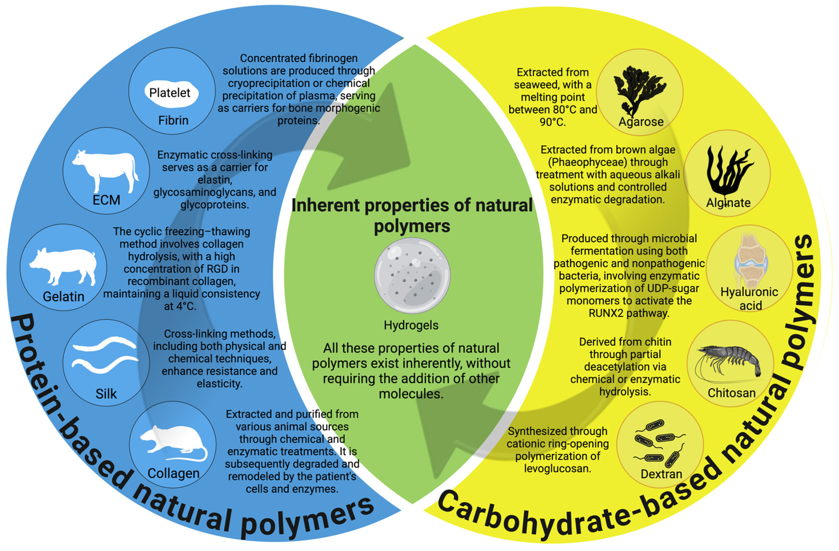 Natural  Hydrogel-Based Scaffolds: Advancing Bone Regeneration