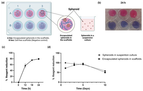 Alginate–Gelatin Hydrogel Scaffold Model for Hypoxia