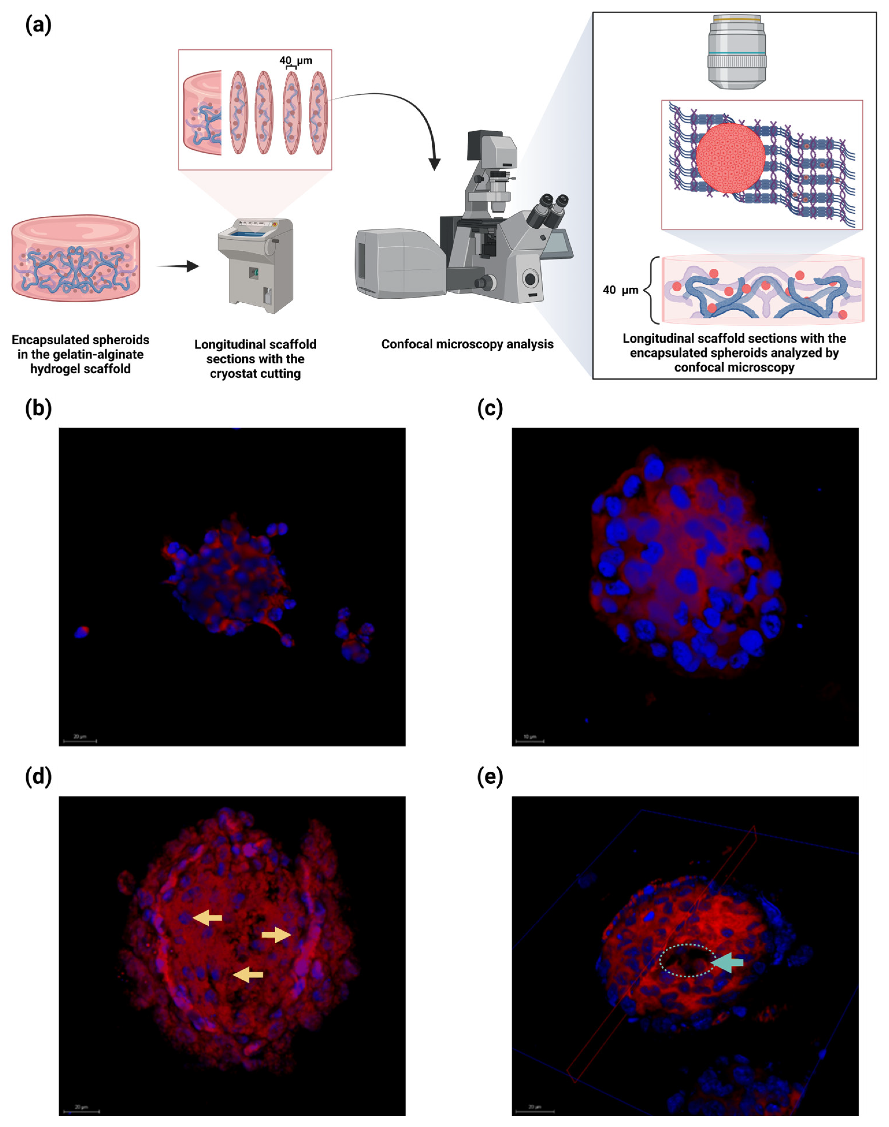 Gels 11 00263 g007 Gels 11 00263 g007