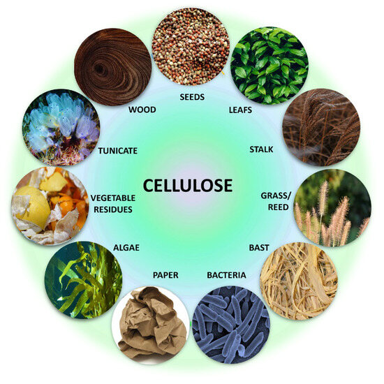Cellulose-Based Hybrid Hydrogels for Tissue Engineering