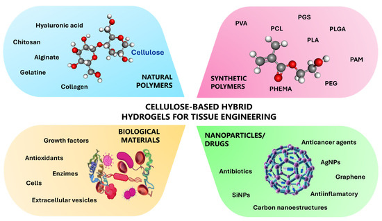 Cellulose-Based Hybrid Hydrogels for Tissue Engineering