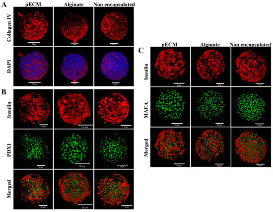 Rat Islet pECM Hydrogel-Based Microencapsulation: A Protective Niche ...