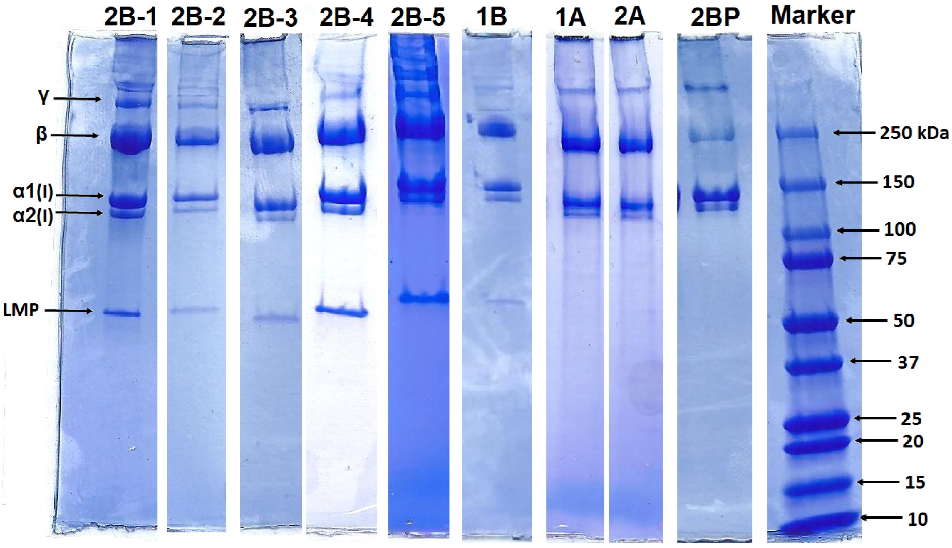 Gels 11 00695 g003 Gels 11 00695 g003