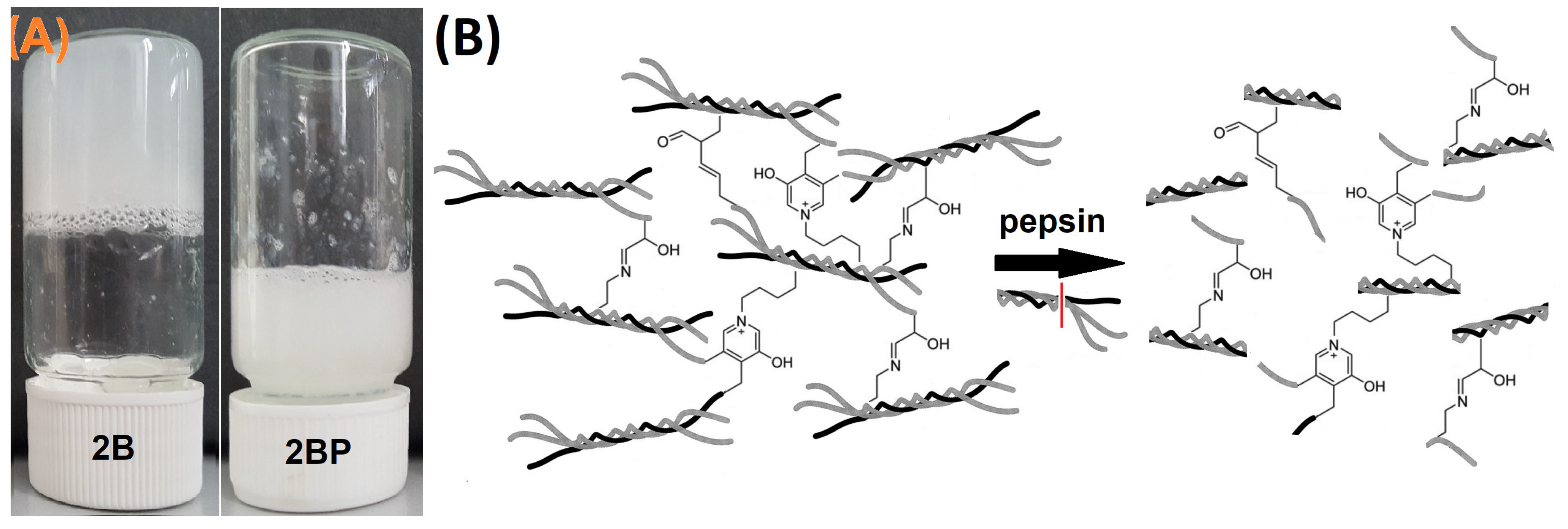 Gels 11 00695 g009 Gels 11 00695 g009