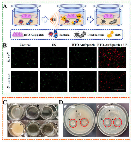 メルUser Janus Hydrogels: Design, Properties, and Applications
