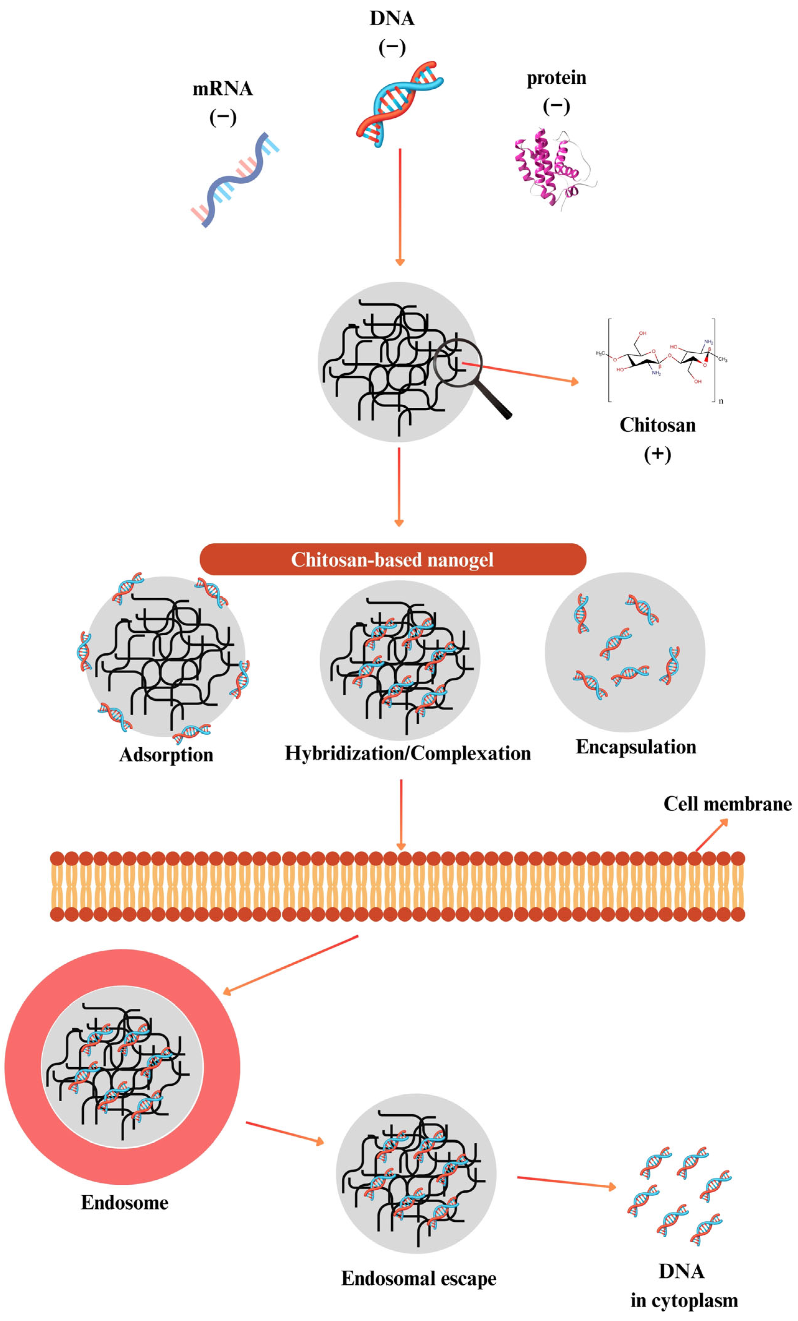 Gels 11 00735 g006 Gels 11 00735 g006