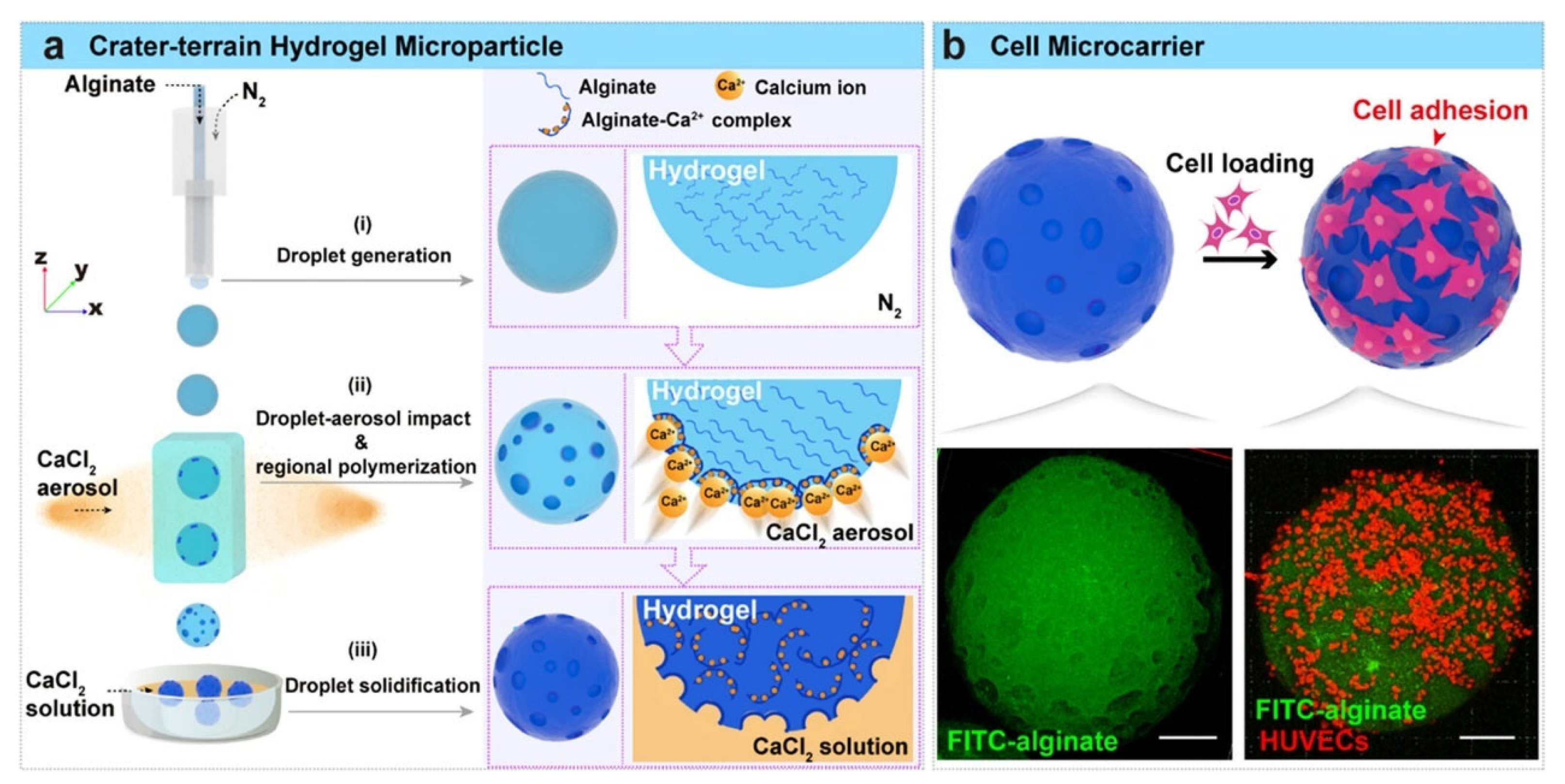 Gels 11 00758 g005 Gels 11 00758 g005
