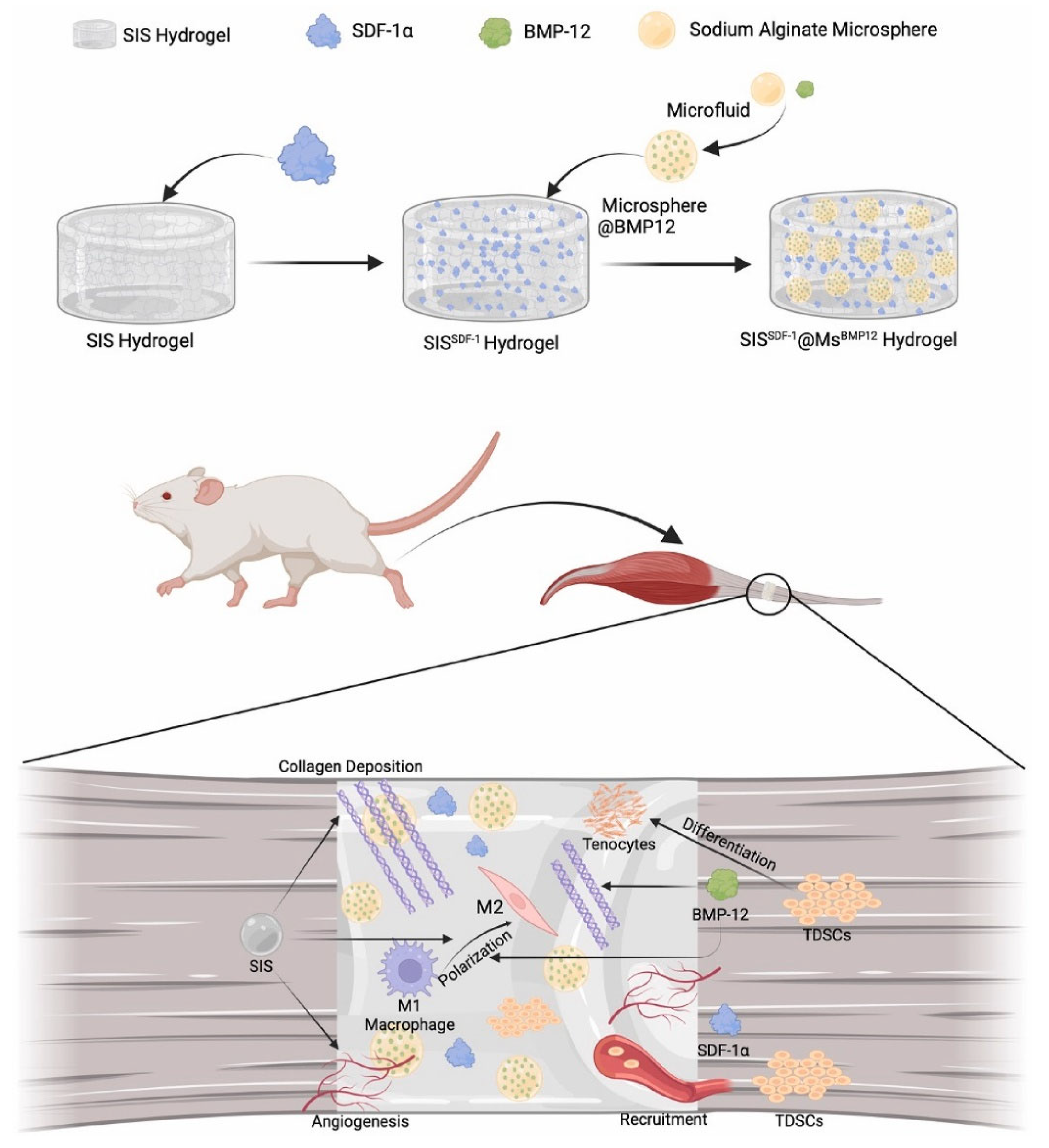 Gels 11 00758 g008 Gels 11 00758 g008