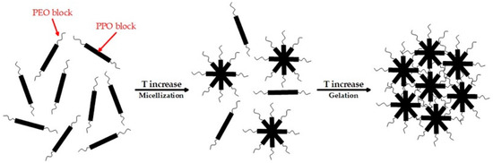 ガンジー chaco double strap adjustment Black Friday Outlet