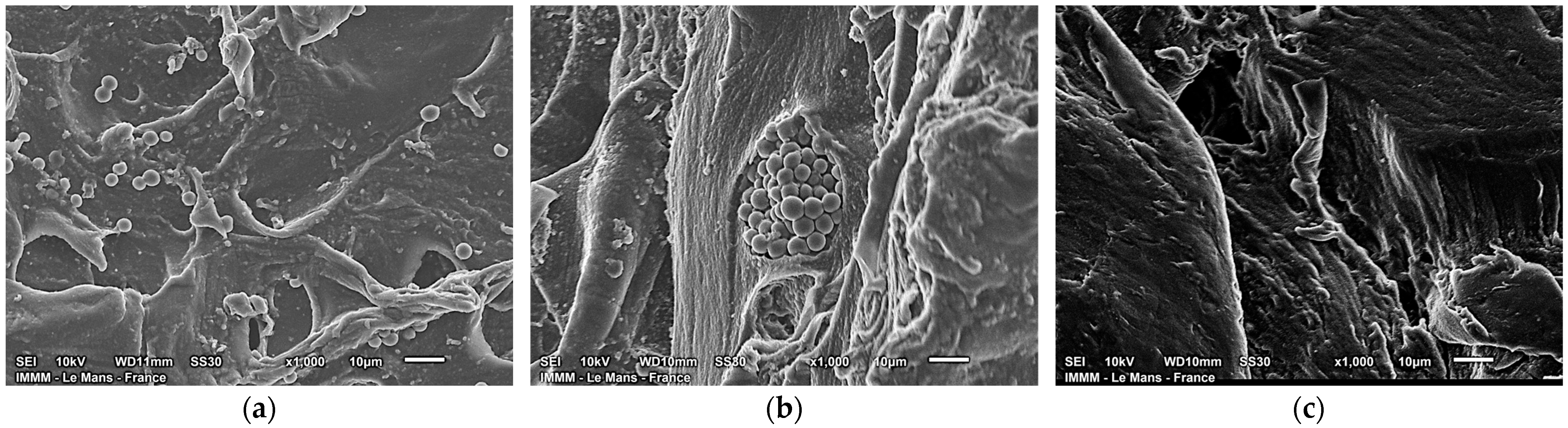 Gels 11 00885 g004 Gels 11 00885 g004