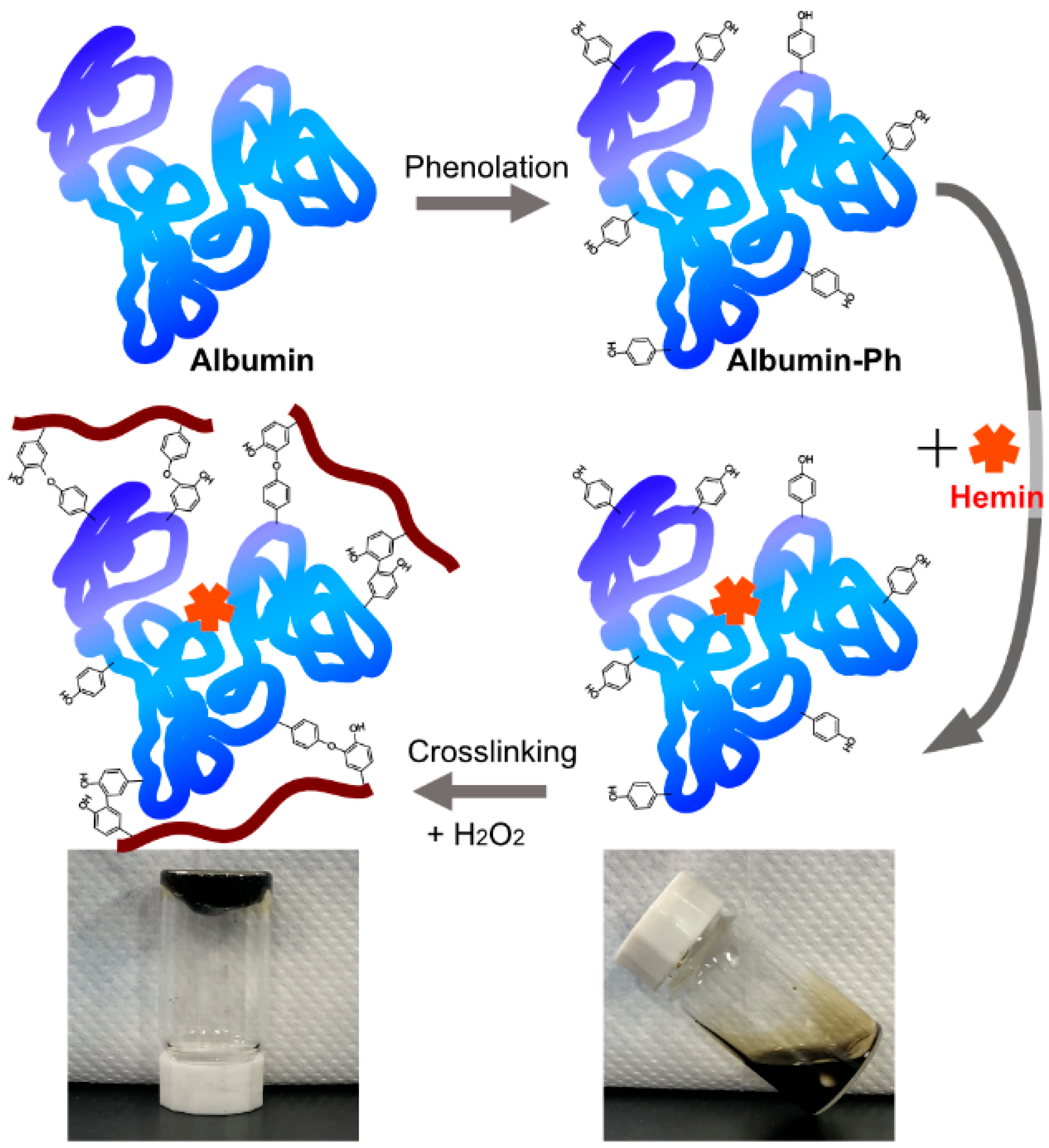 Dual-Function Role of Phenolated Albumin in Hemin-Mediated