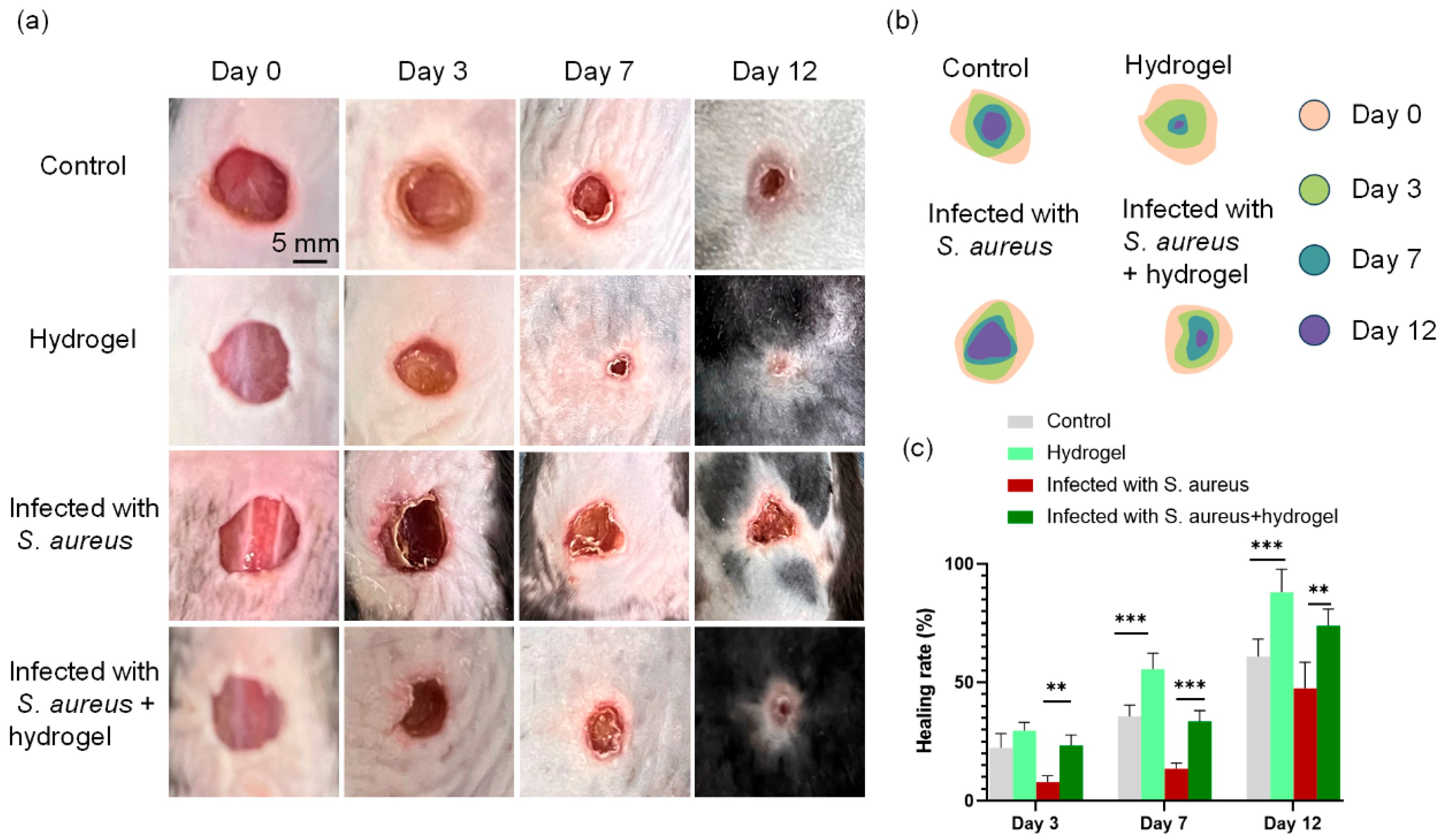 Gels 12 00060 g007 Gels 12 00060 g007