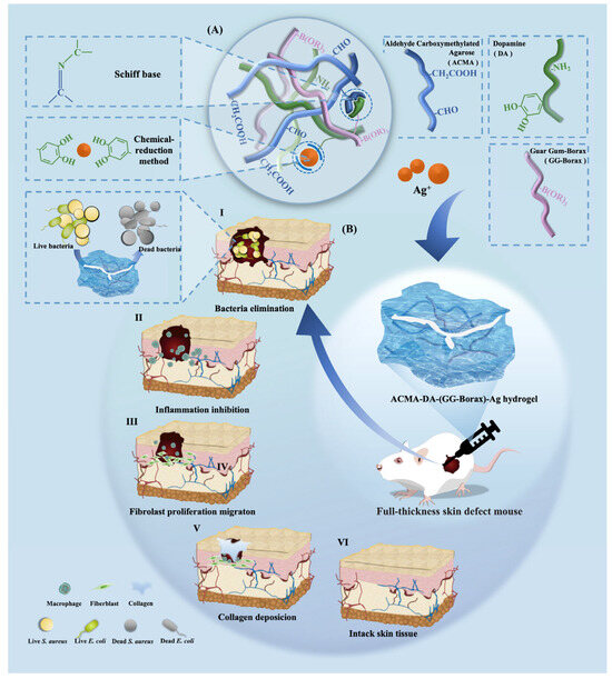 Multiple-Dynamic-Bond Cross-Linked Injectable Antibacterial Hydrogel ...