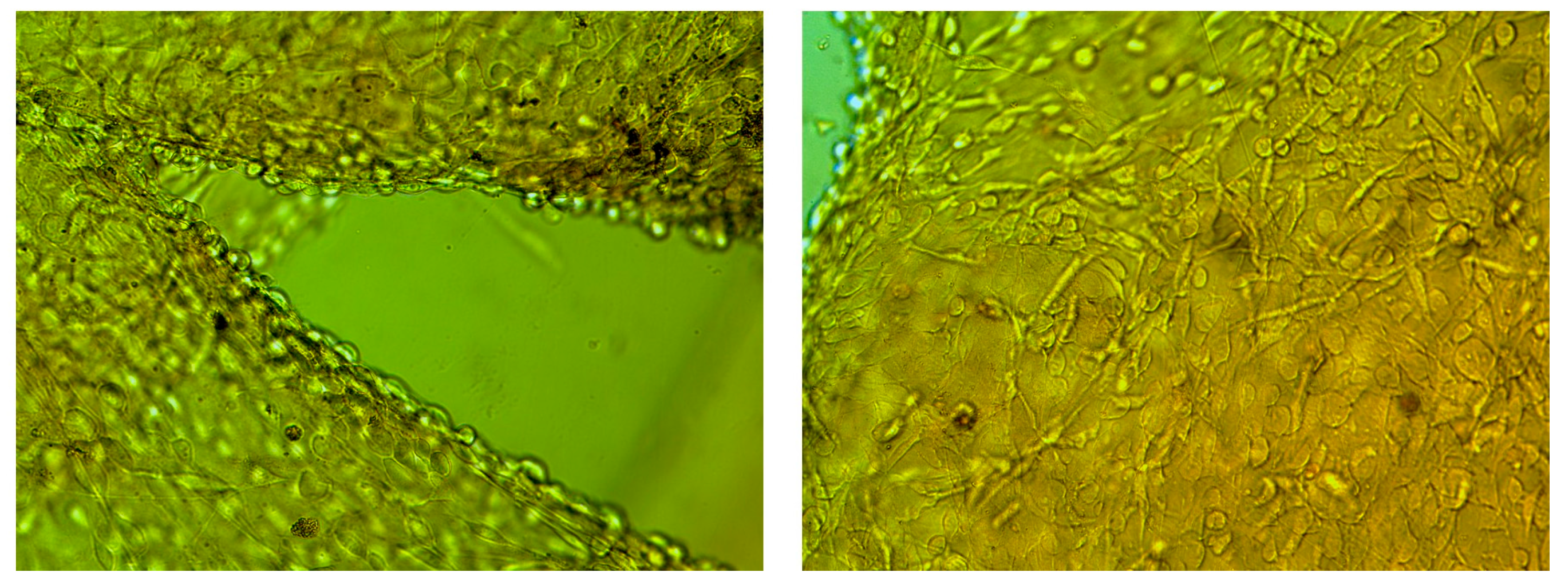 Gels 12 00437 g0a2