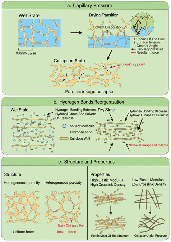 Ambient Pressure Drying for Fabrication of Cellulose-Based