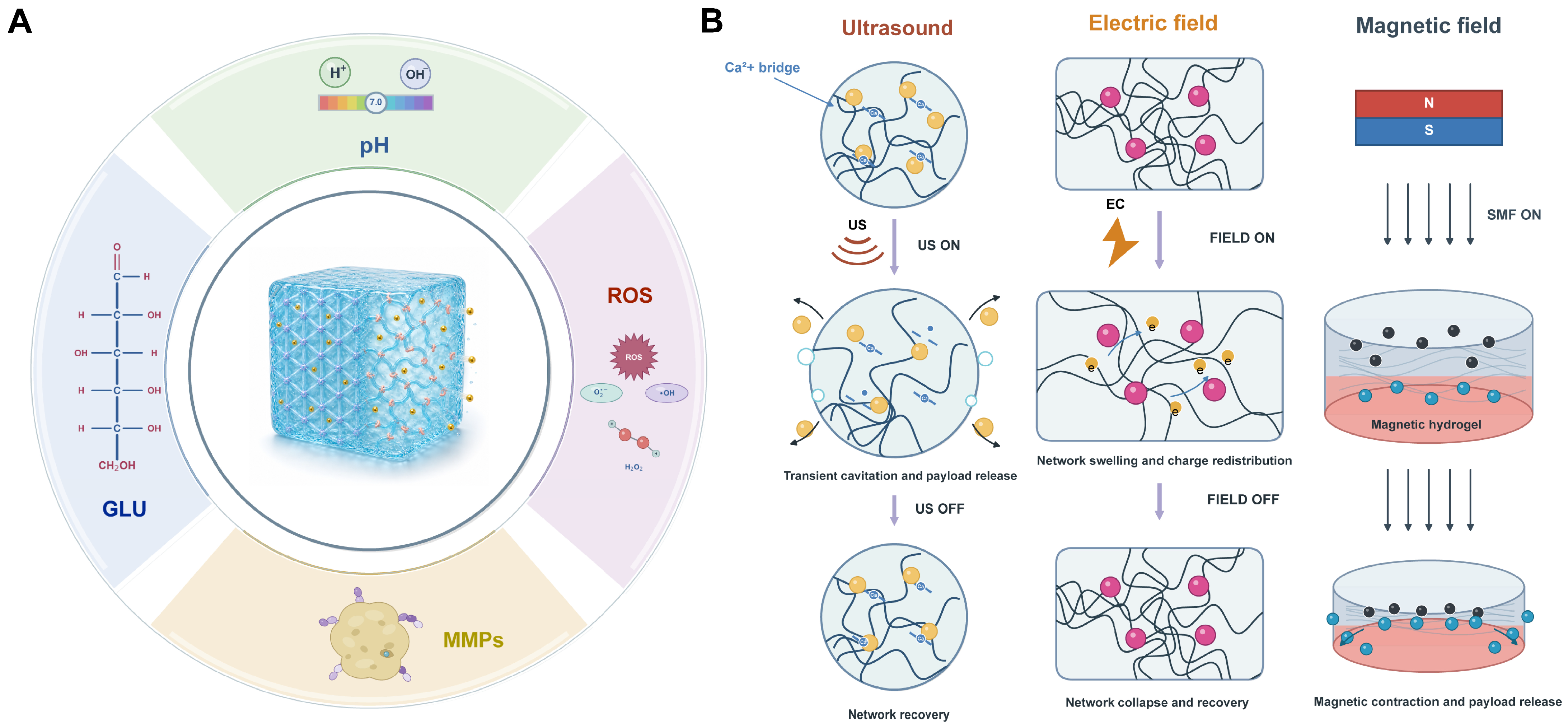 Programming Hydrogel Release Kinetics to Tissue Healing Phases