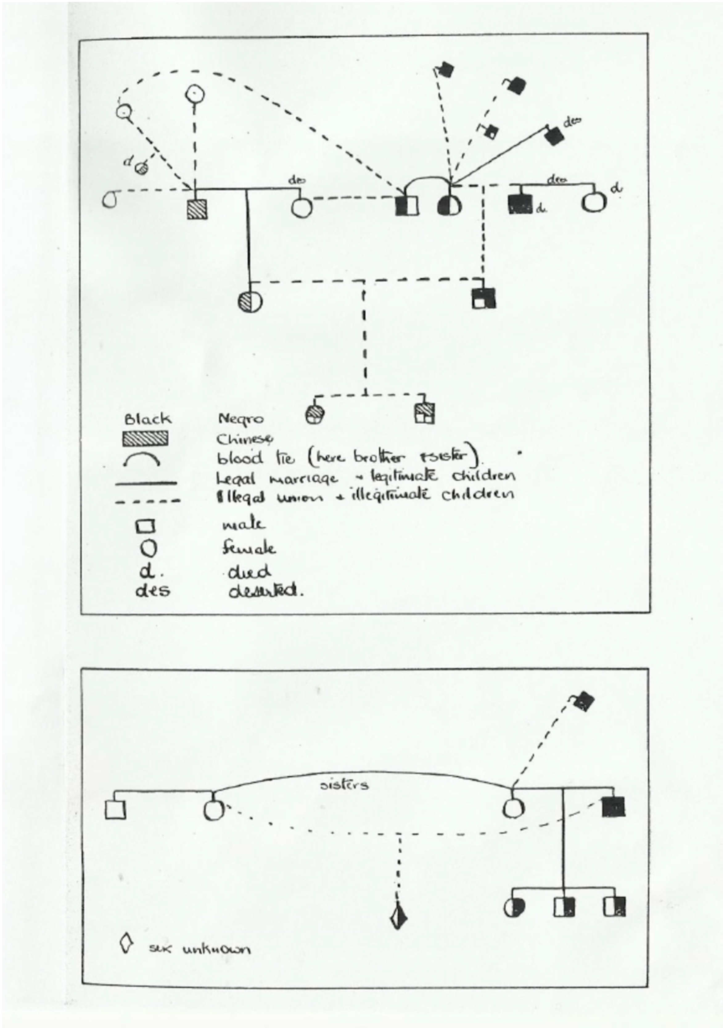 Anthropology Genealogy Chart