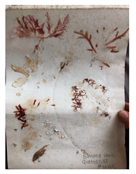 Genealogy 04 00042 i002 Genealogy 04 00042 i002