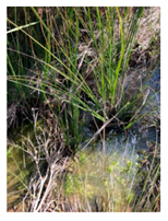 Genealogy 04 00042 i006 Genealogy 04 00042 i006