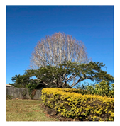 Genealogy 04 00042 i007 Genealogy 04 00042 i007