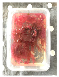 Genealogy 04 00042 i008 Genealogy 04 00042 i008