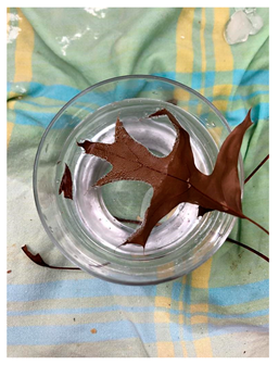 Genealogy 04 00042 i011 Genealogy 04 00042 i011