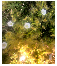 Genealogy 04 00042 i012 Genealogy 04 00042 i012