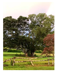 Genealogy 04 00042 i016 Genealogy 04 00042 i016