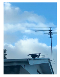 Genealogy 04 00042 i018 Genealogy 04 00042 i018