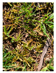 Genealogy 04 00042 i023 Genealogy 04 00042 i023